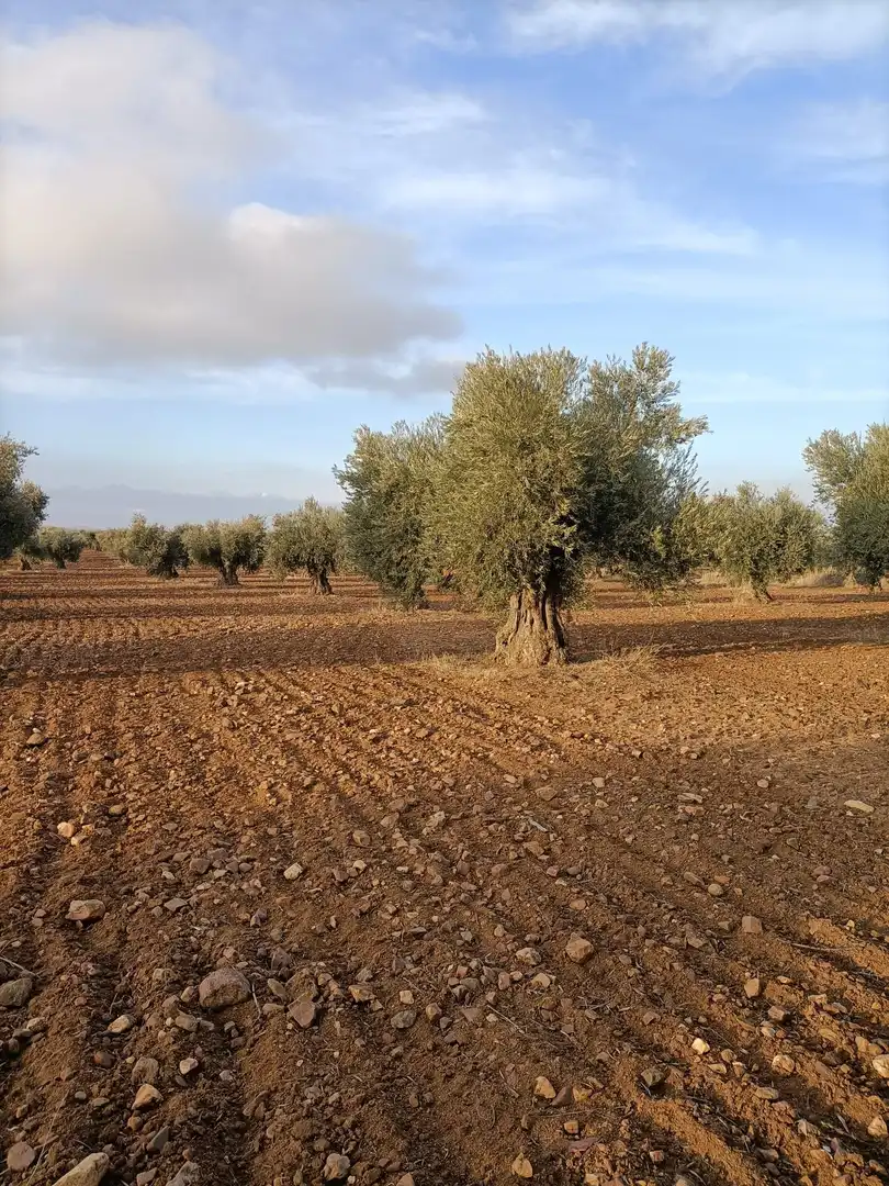 Rural land for sale in Almonacid de Toledo, imagen 2