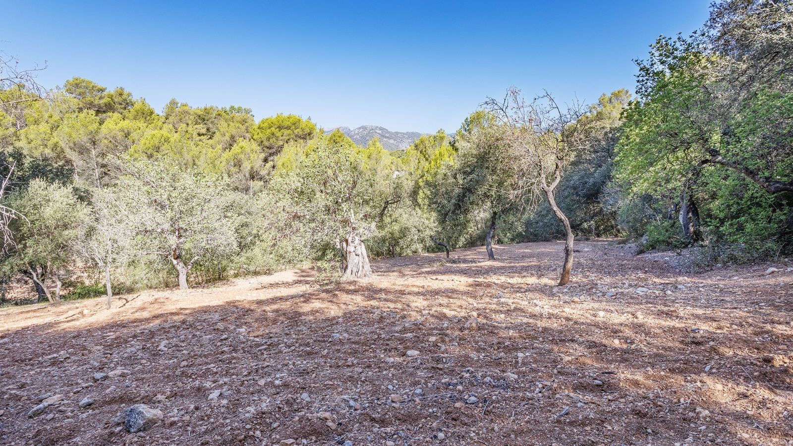 Residential for sale in Campanet
