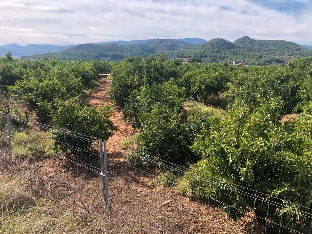 Terreny rústic en venda a Palma de Gandia, imagen 20