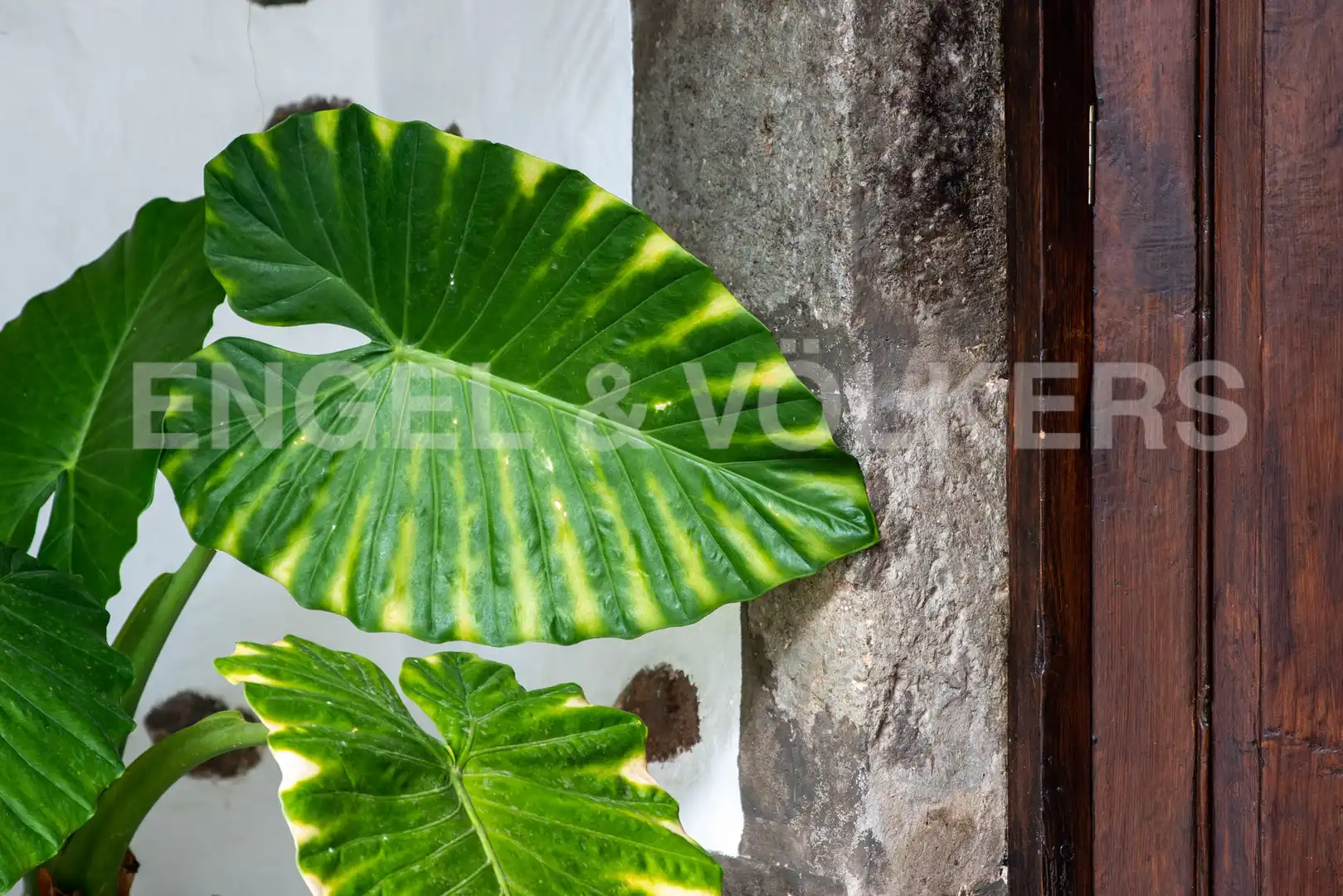 Jardín de Casa o chalet de alquiler en Las Palmas de Gran Canaria con Calefacción, Terraza y Amueblado