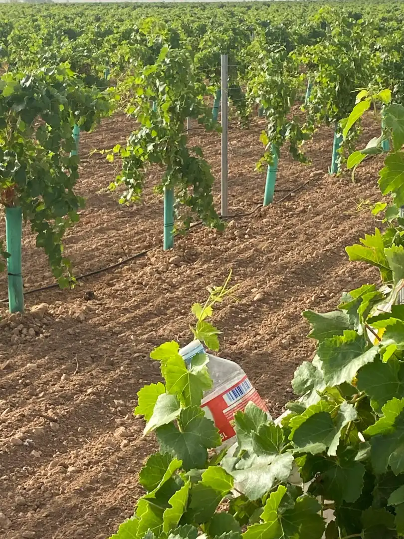 Jardín de Terreno en venta en Tomelloso