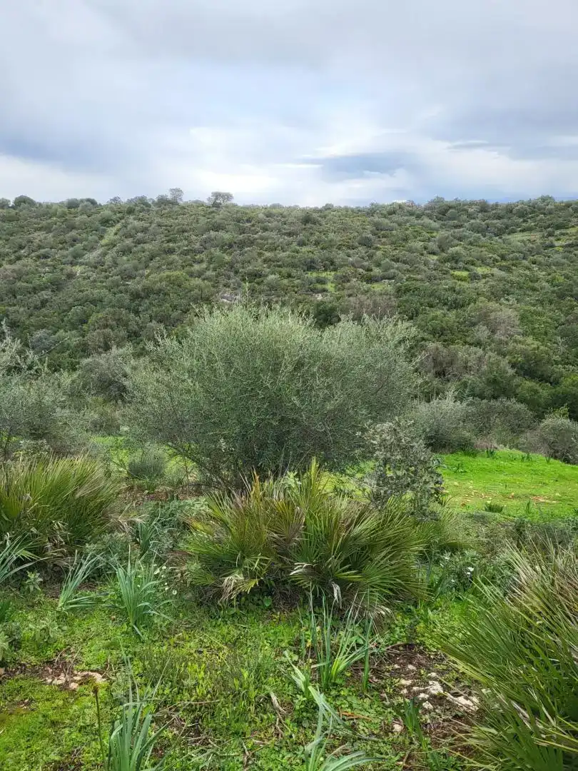 Garten von Country house zum Verkauf in Málaga Capital
