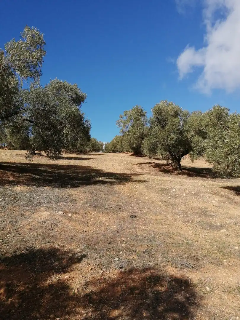 Terrains et parcelles à vendre à Campillos, imagen 10