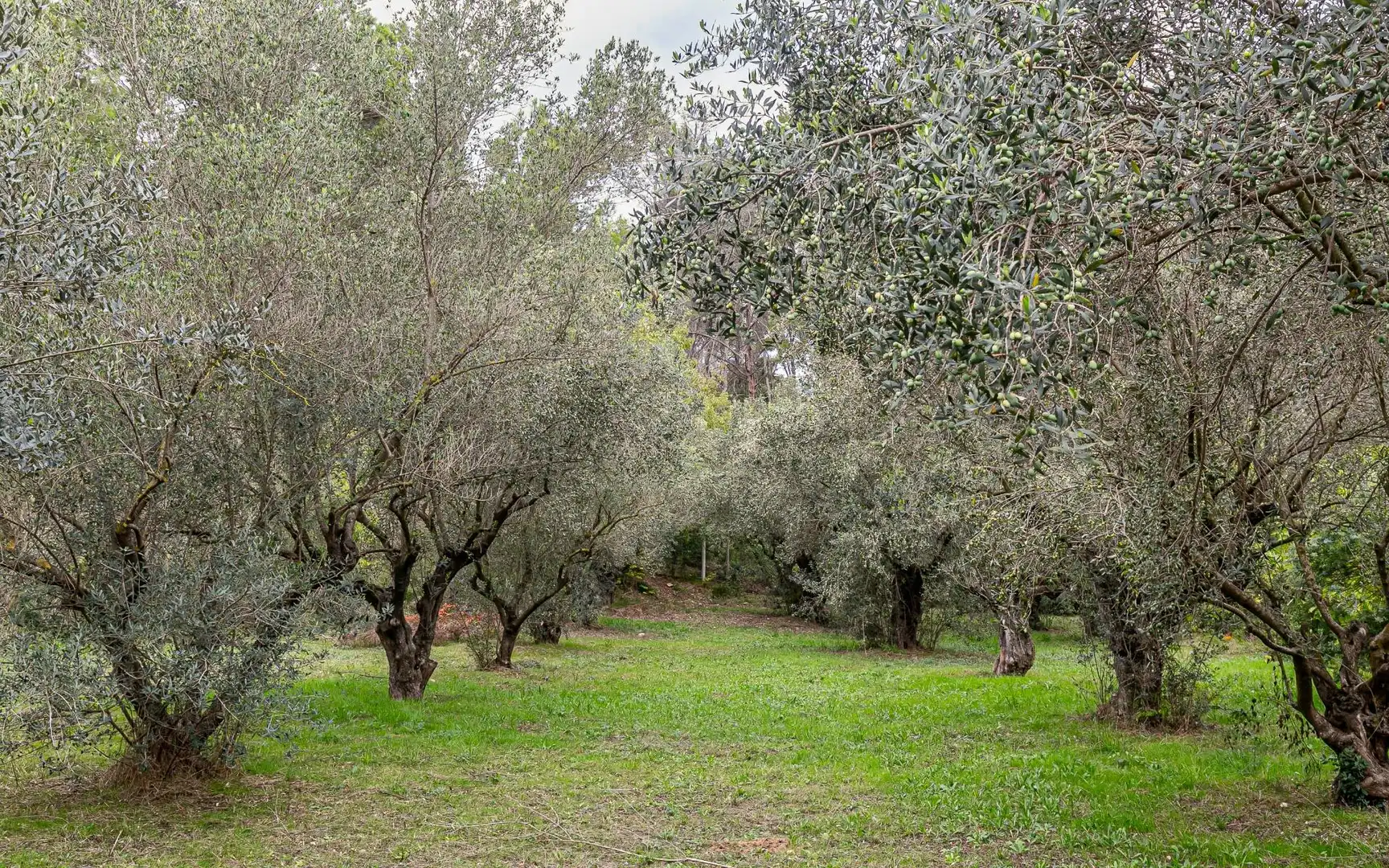 Casa o chalet en venta en Sant Andreu de la Barca