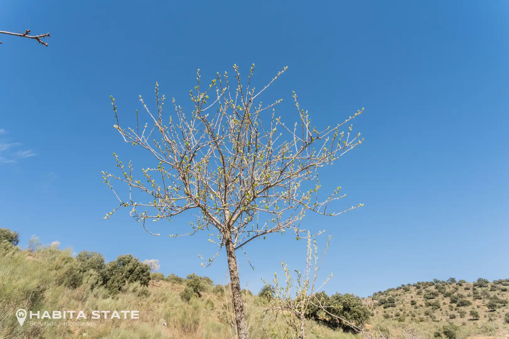 Casa o xalet en venda en Macael amb Jardí privat, Terrassa i Moblat