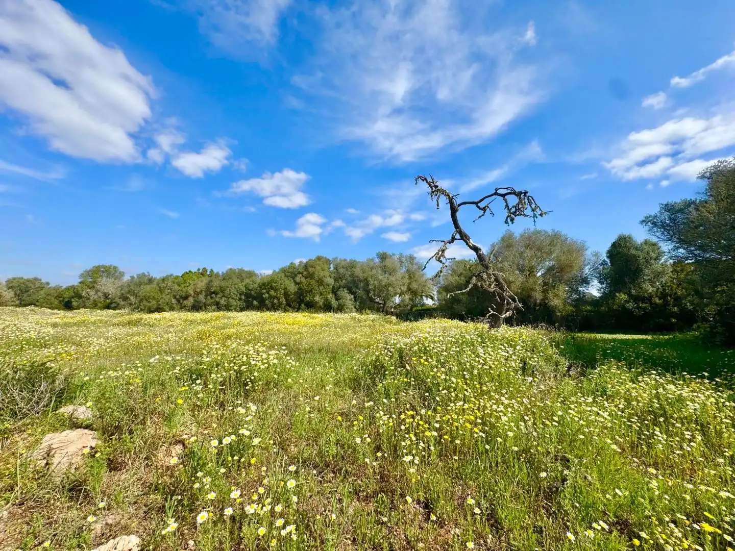 Residential land for sale in parcela 27 del polígono 22. Campos, imagen 13