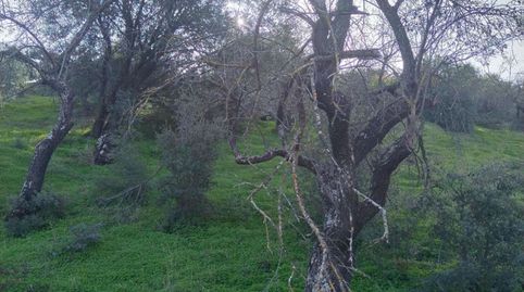 Foto 2 de Terreny en venda a las Cañada O Esquivelas Poligono 19 Parcela, Santa María de Guía de Gran Canaria, Las Palmas