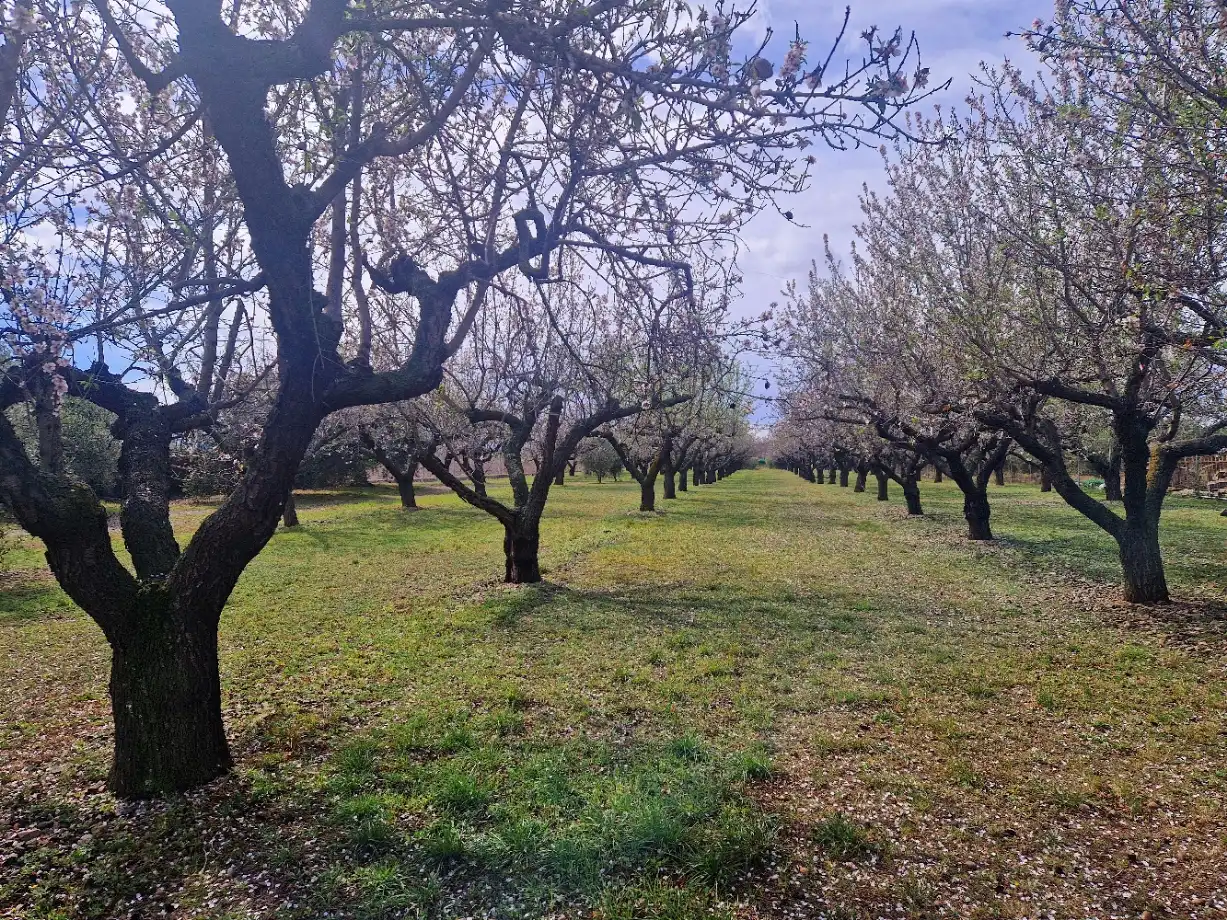 Terrain rustique à vendre à Camí de Perafita 71, imagen 14