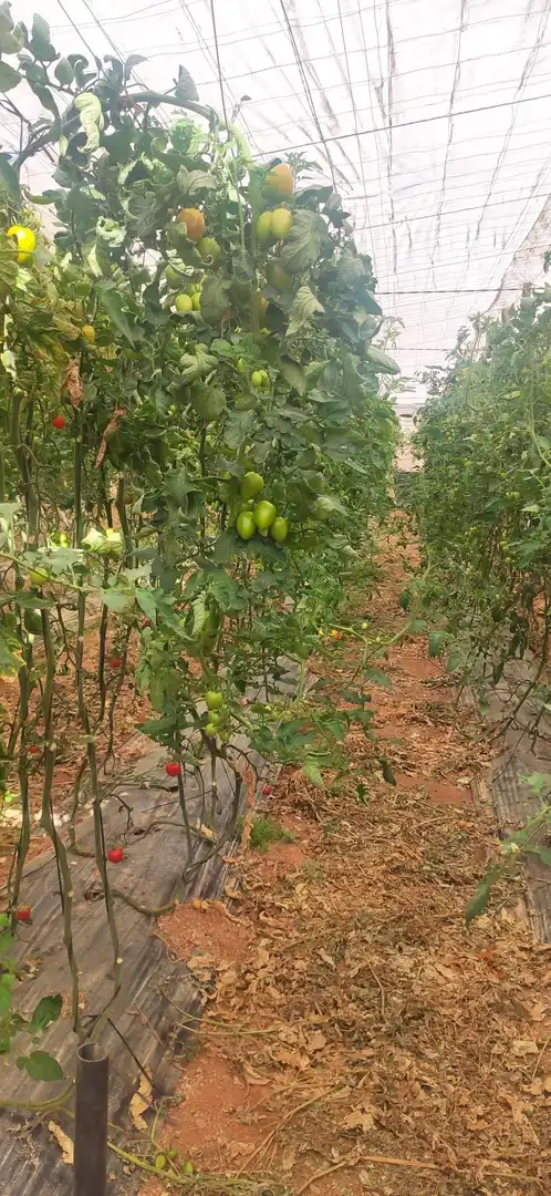 Casa rústica amb jardí en venda a Motril  ciudad, imagen 13