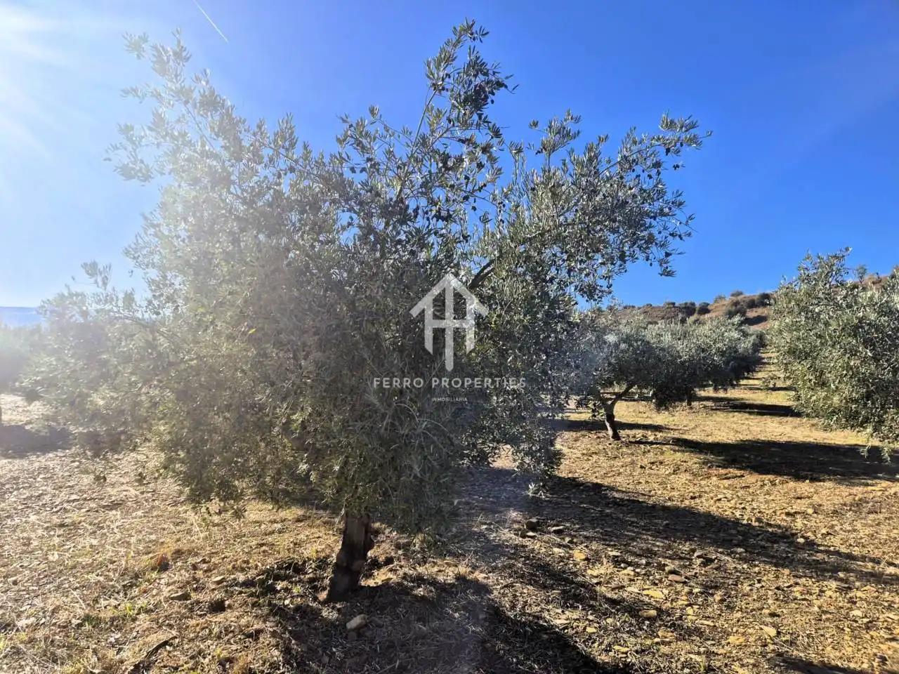 Lands and plots for sale in Lanteira, imagen 9