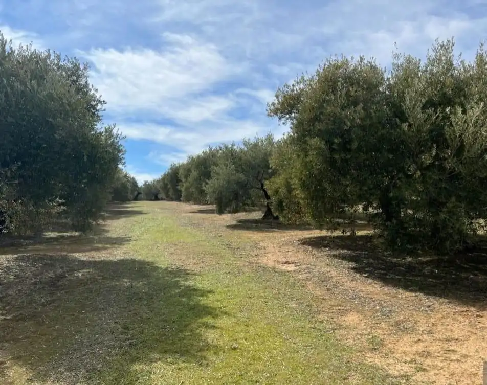 Terrenos y solares en venta en Úbeda, imagen 6