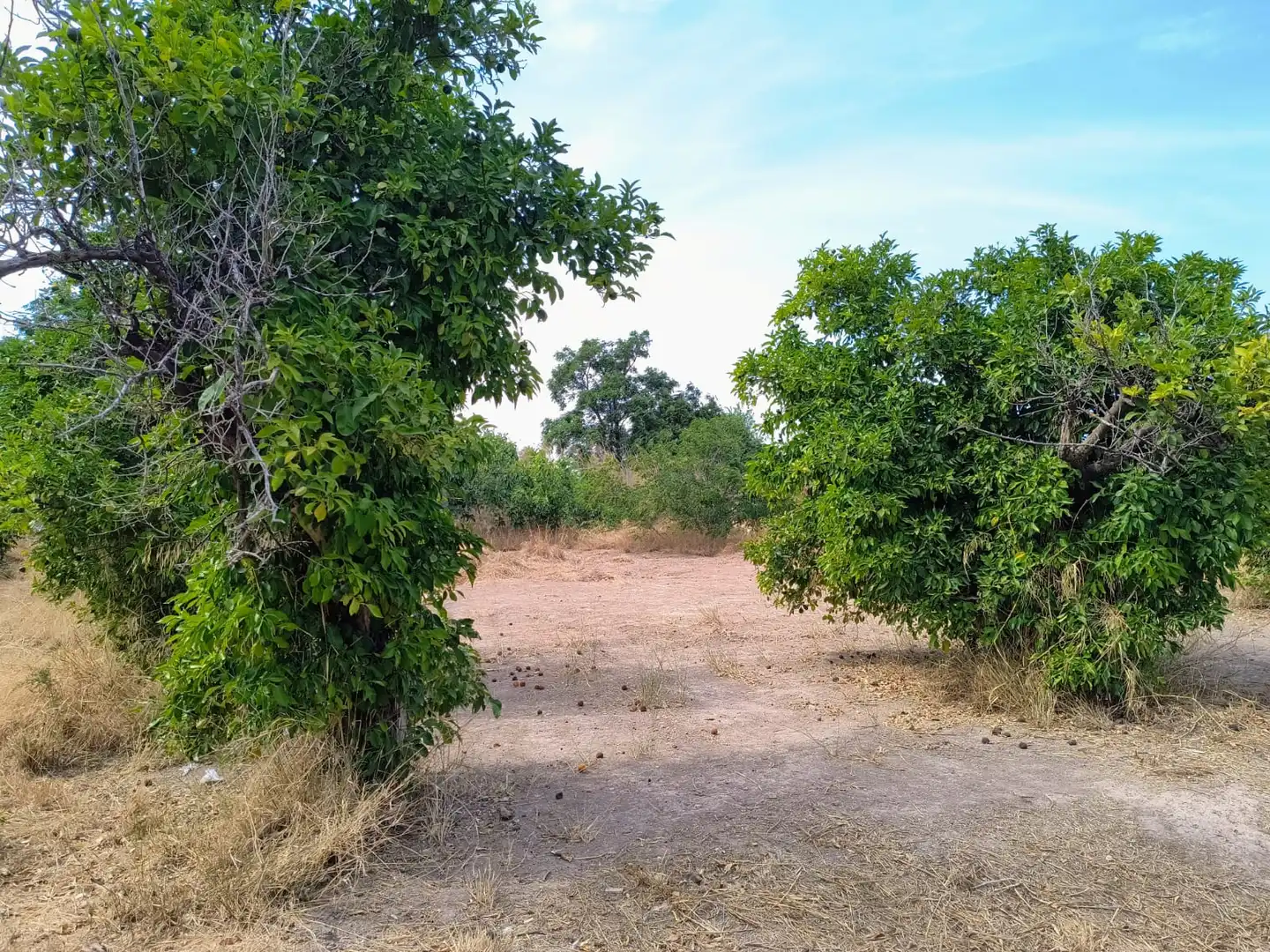 Terrenys i solars en venda a Pedanías Oeste, imagen 5