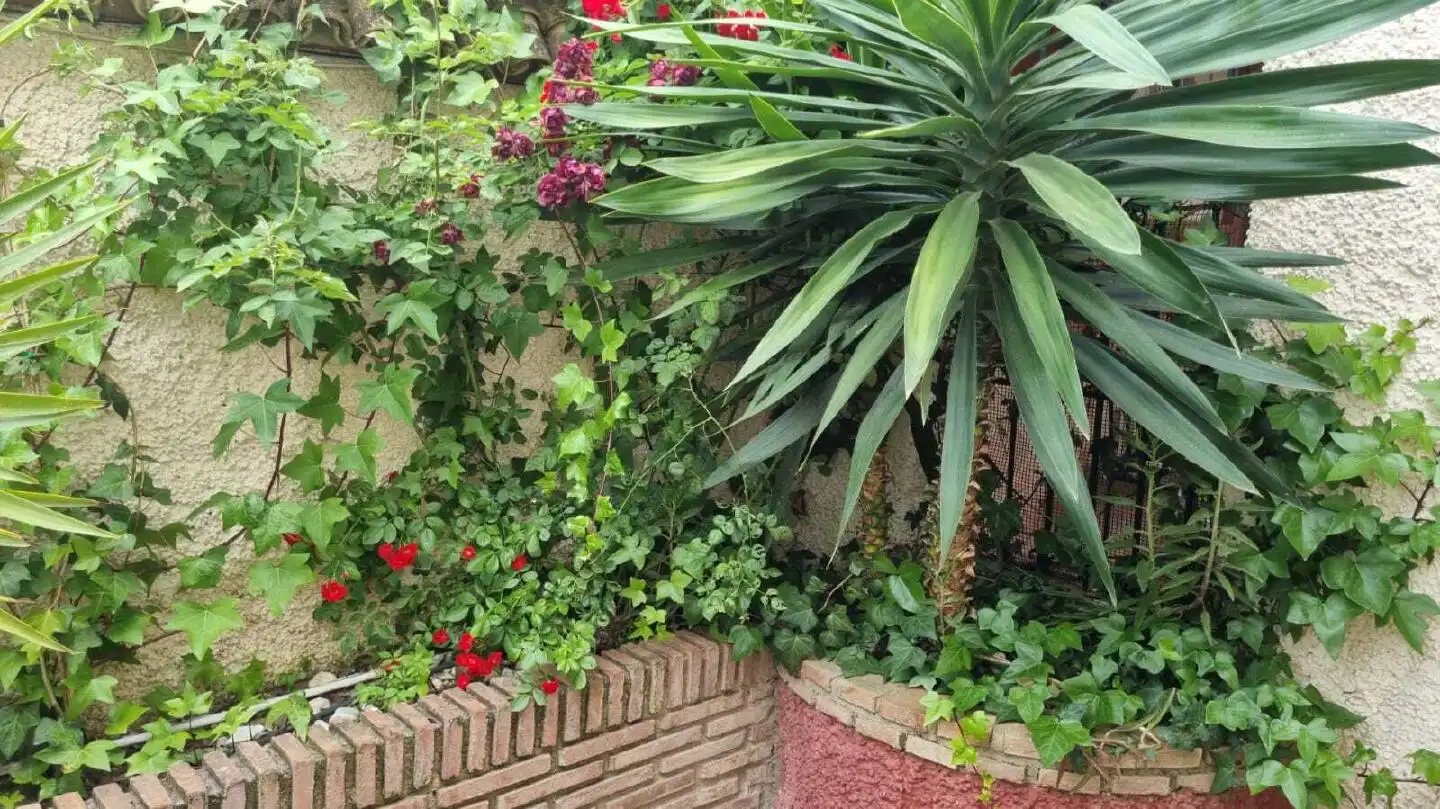 Garden of Houses for sale in Cabra