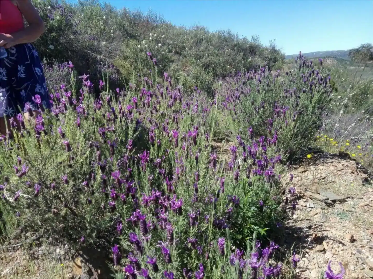 Garten von Grundstücke zum Verkauf in El Madroño