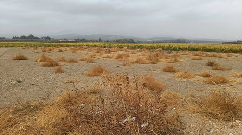 PARCELA EN EL SOTO, imagen 4