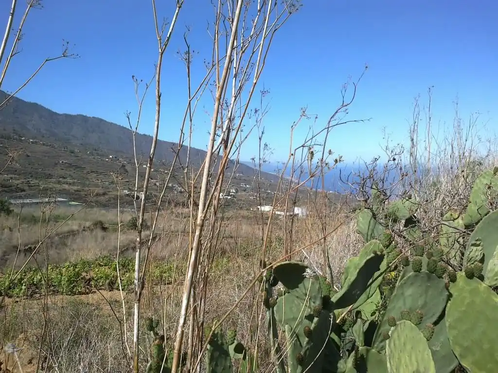 Rural land for sale in Calle Galván, imagen 11