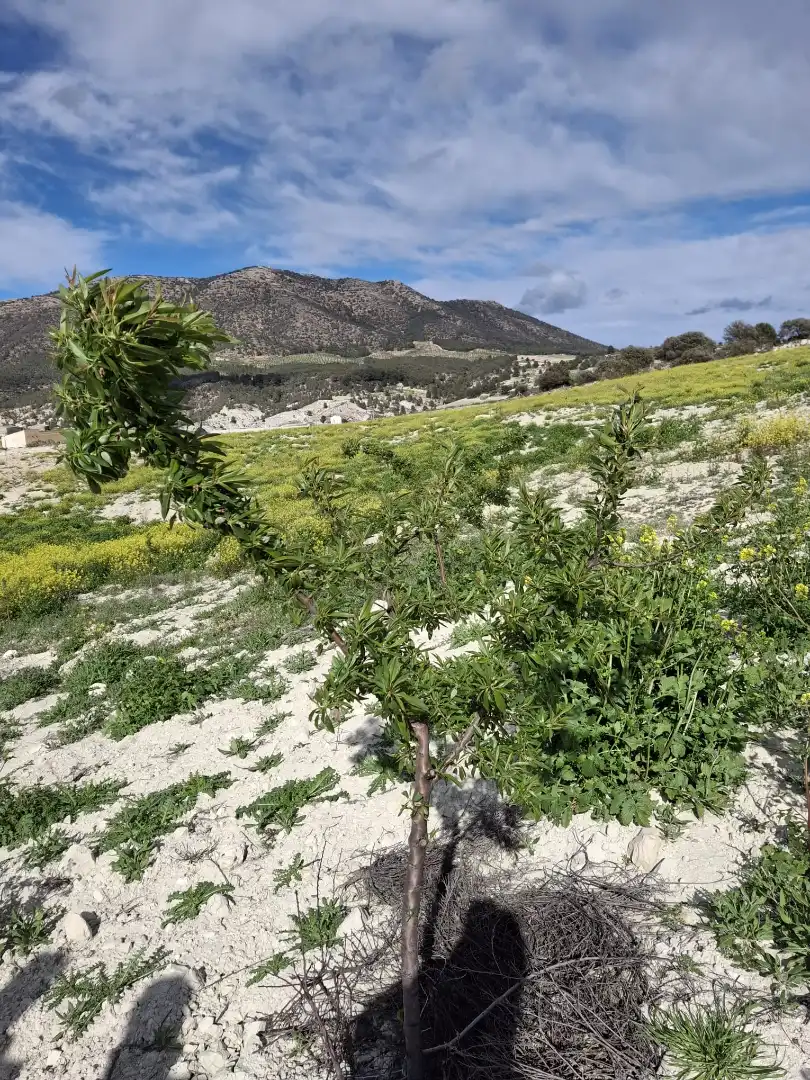 Terreno en venta en María