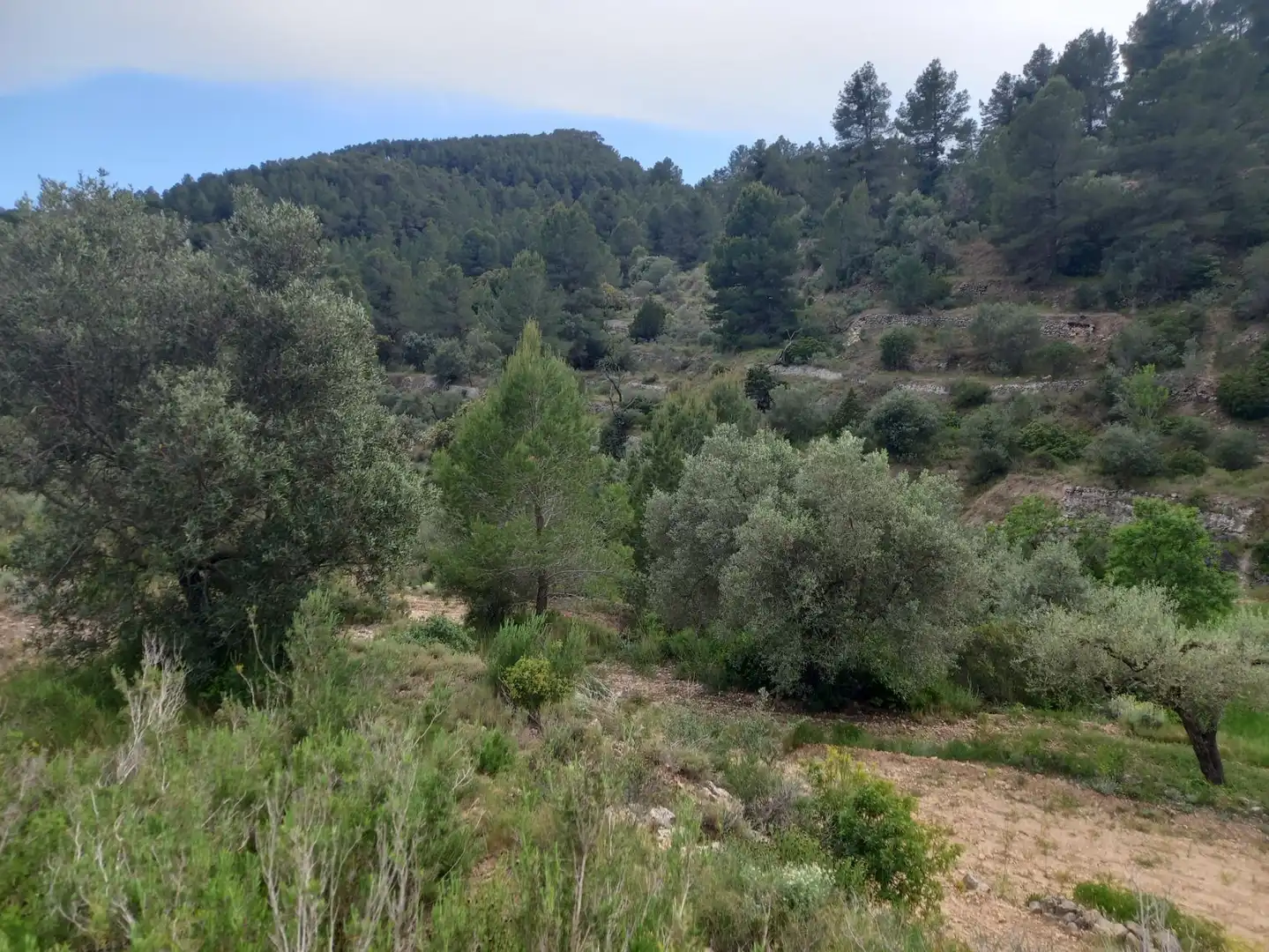 Rural land for sale in El Pinell de Brai, imagen 4