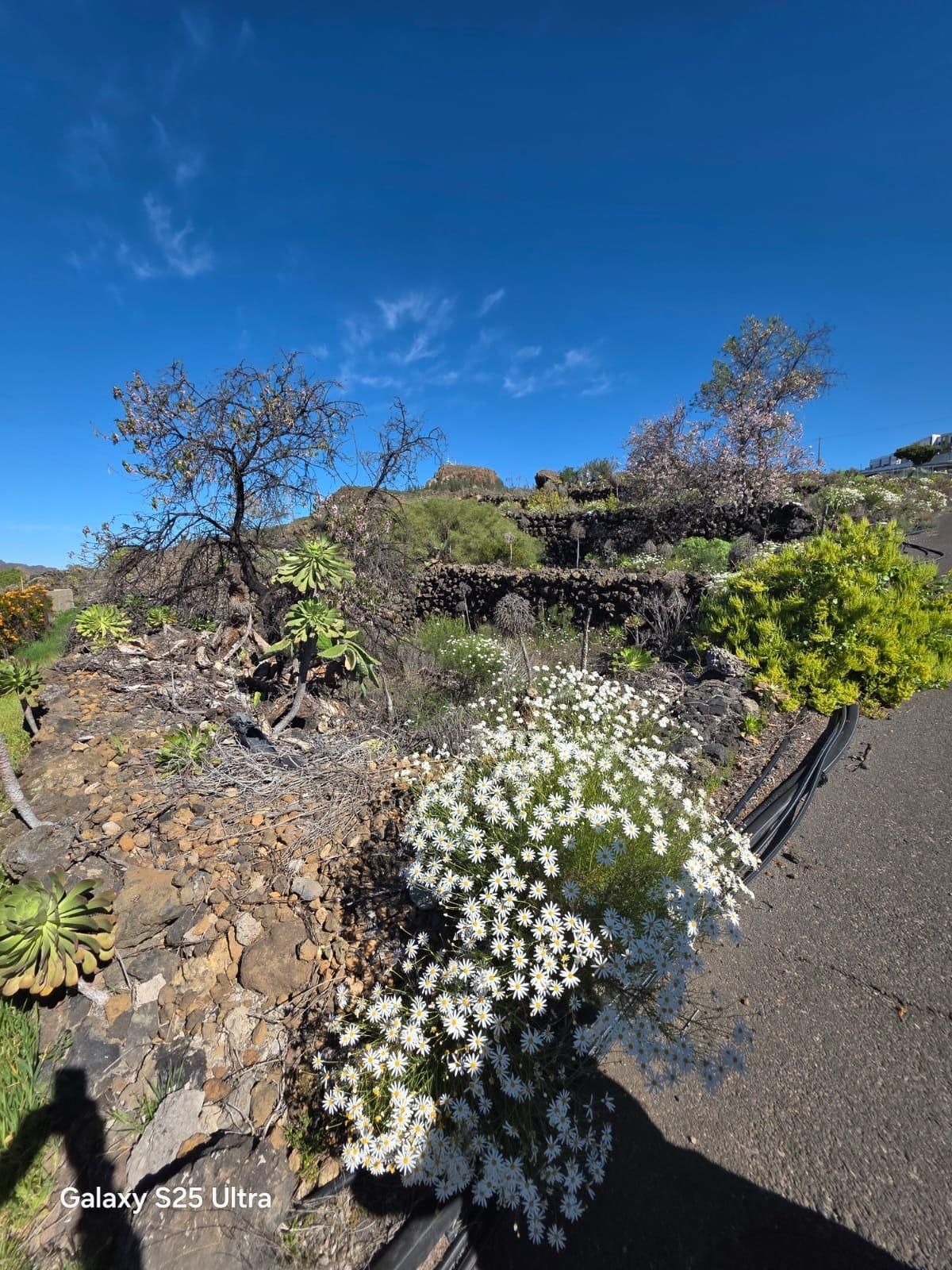 Garten von Grundstücke zum Verkauf in Santiago del Teide