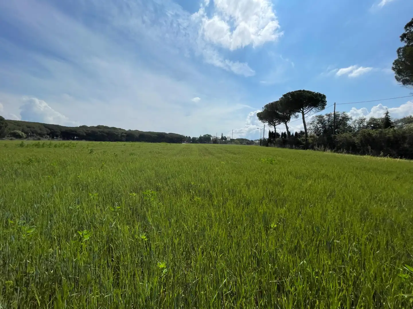 Terreno rustico in vendita a ALFOU Y S JAUME, imagen 11