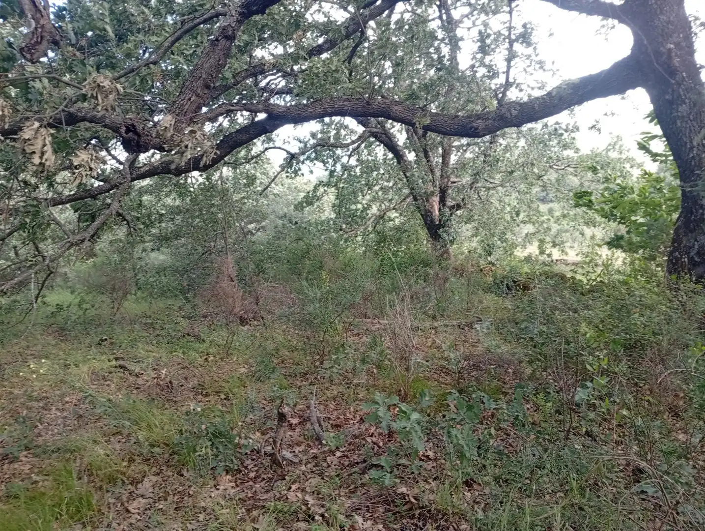 Terreni e lotti in vendita a Losar de la Vera, imagen 18