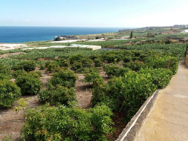 Terreno en Venta en Prolongacion Primera a Carracote, 158 en Buenavista del Norte