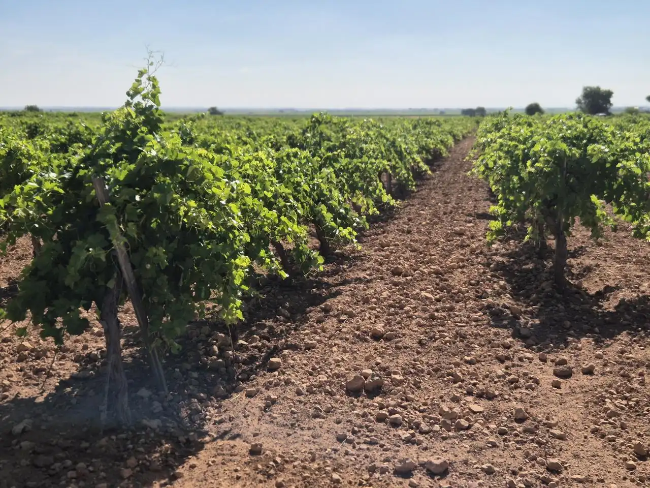 Terreno rustico in vendita a Las Colinas, imagen 14