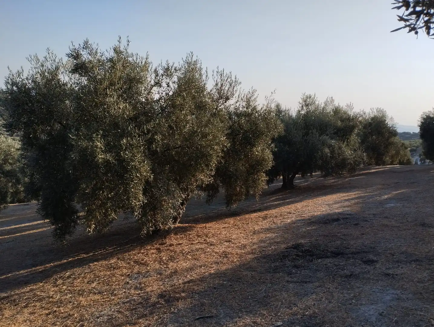 Terreno rustico in vendita a Avenida Fuente del Río, imagen 3