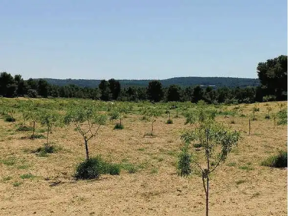 Rustikales Grundstück zum Verkauf in Almansa, imagen 11