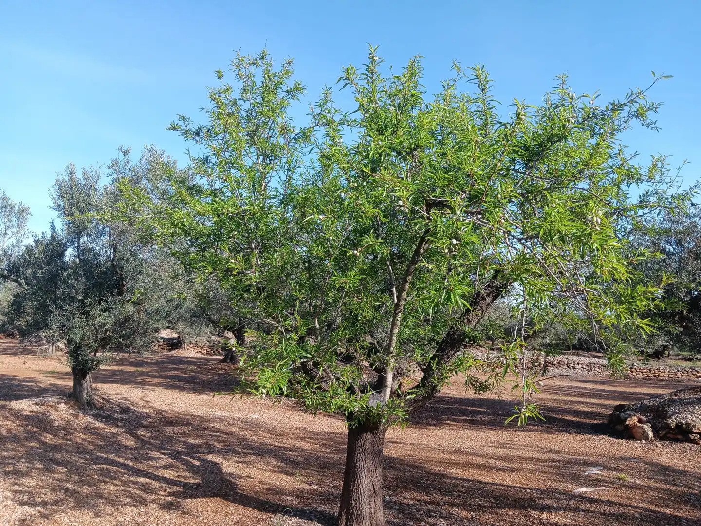 Lands and plots for sale in Roquetes, imagen 5