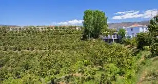 Terreno rustico in vendita a Cártama pueblo, imagen 4