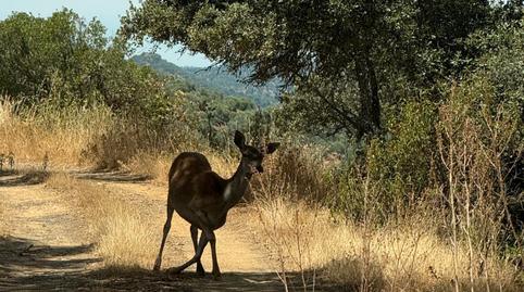 Foto 3 de Finca rústica en venda a Villaviciosa de Córdoba, Córdoba