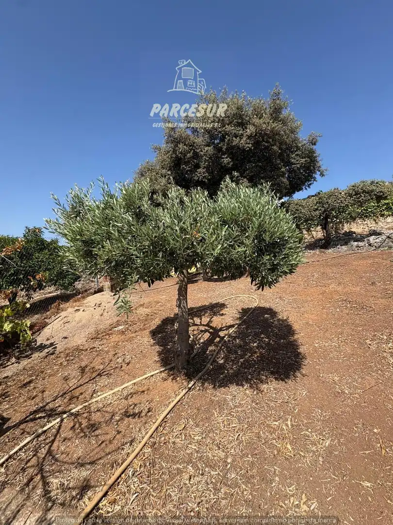 Casa con terraza en venta en Almodóvar del Río, imagen 32