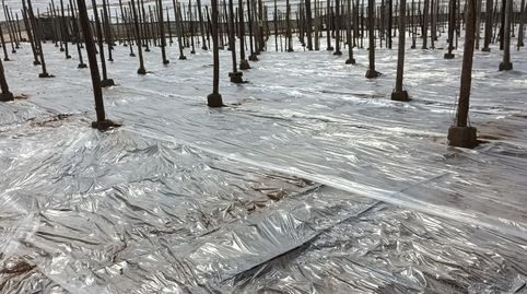 Foto 3 de Terreno en venta en Poligono Sector R-8, 59, Balanegra, Almería