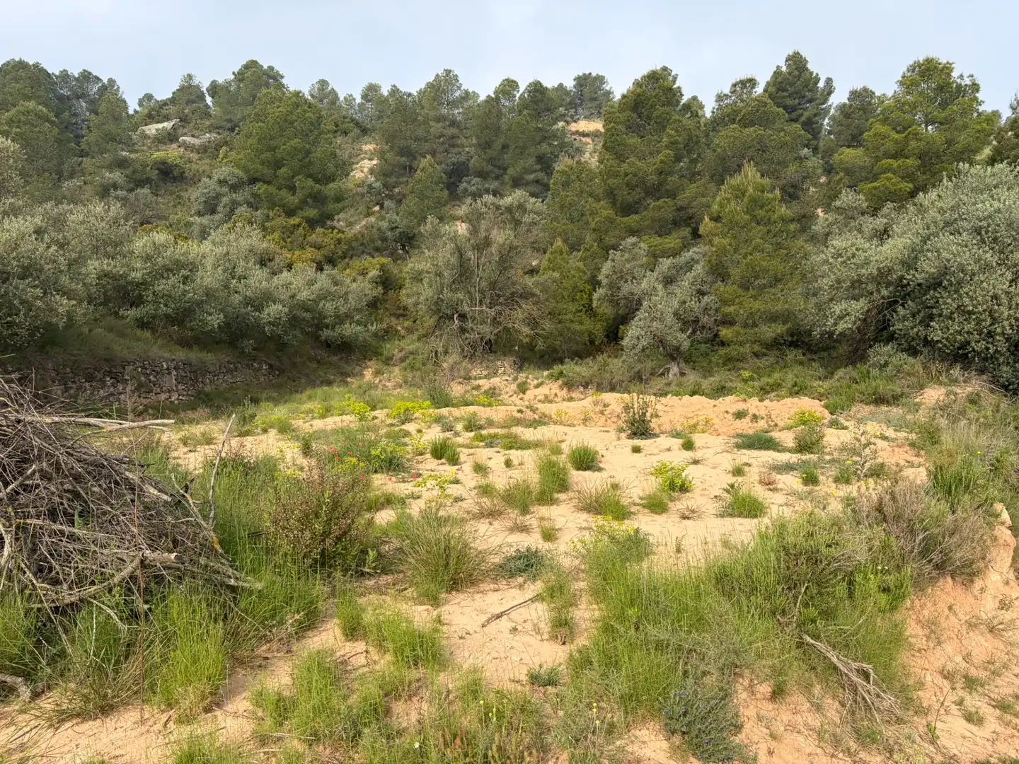 Terreno rustico in vendita a Ascó, imagen 4