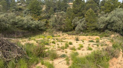 Terreno rústico en venta: más de 1 hectárea de campo natural., immagine 4