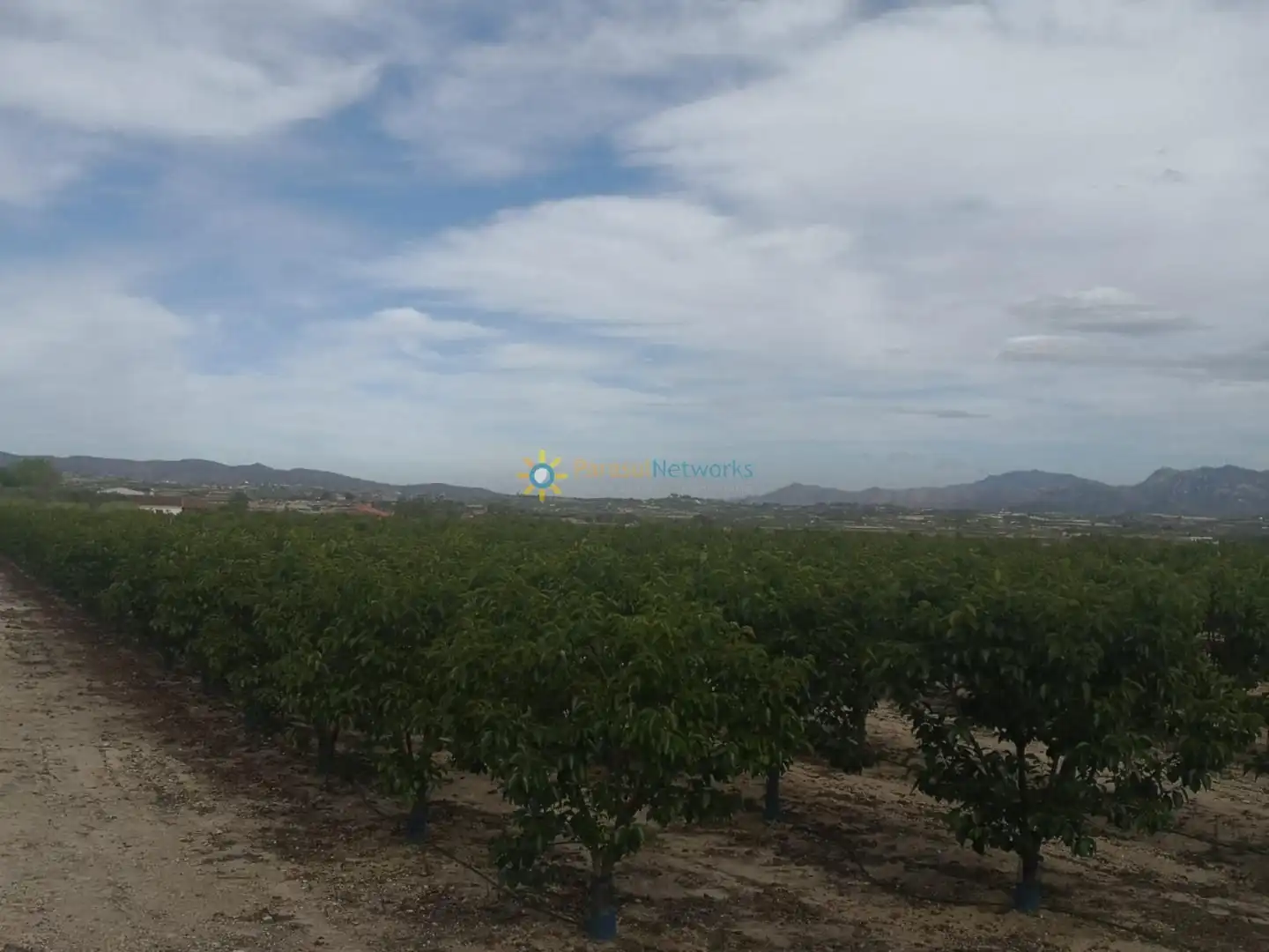 Rural land for sale in Benigànim, imagen 6
