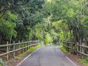 Vista exterior de Finca rústica en venda en Moya (Las Palmas) amb Jardí privat, Terrassa i Traster