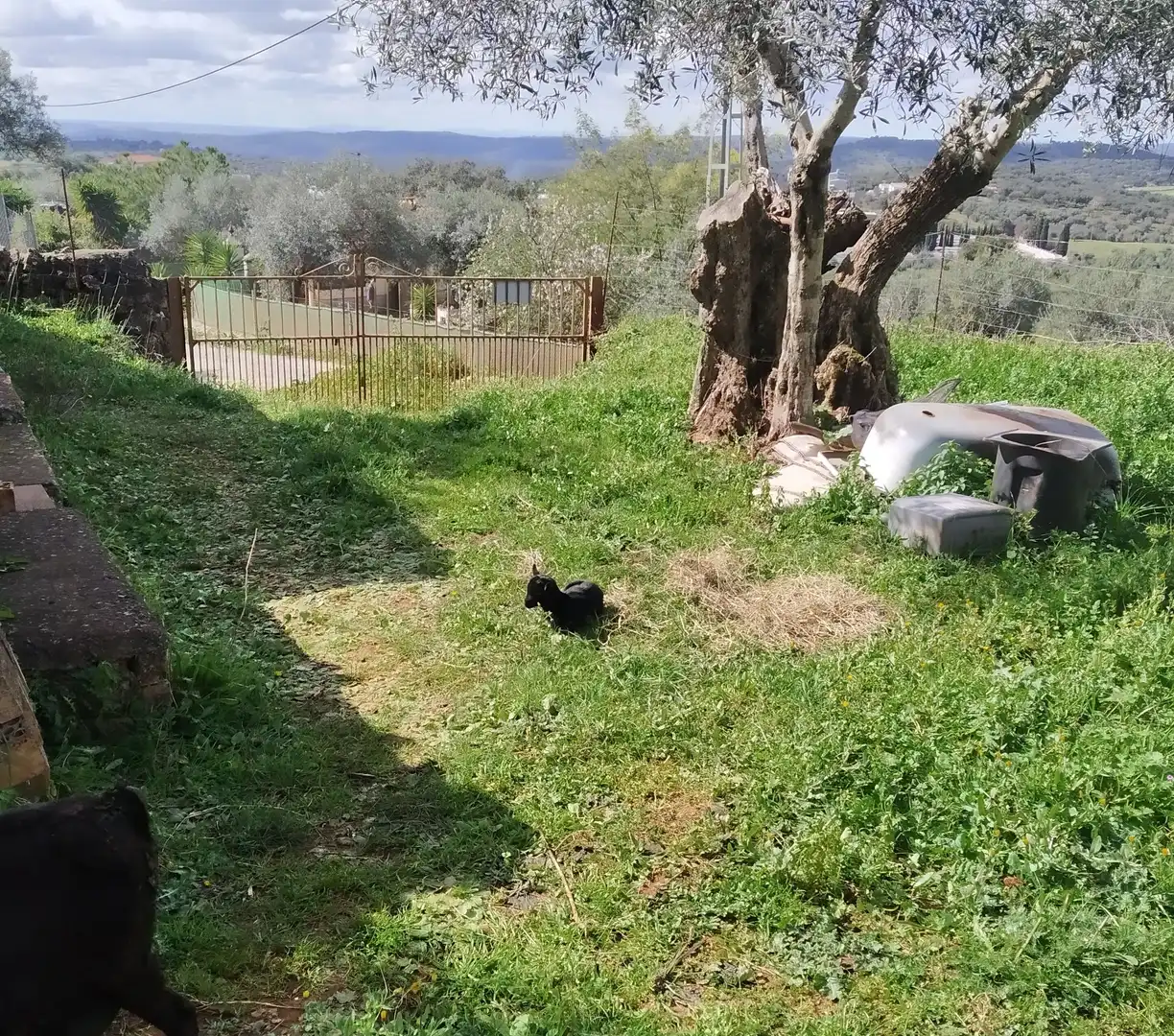 Terreni e lotti in vendita a Jerez de los Caballeros, imagen 20