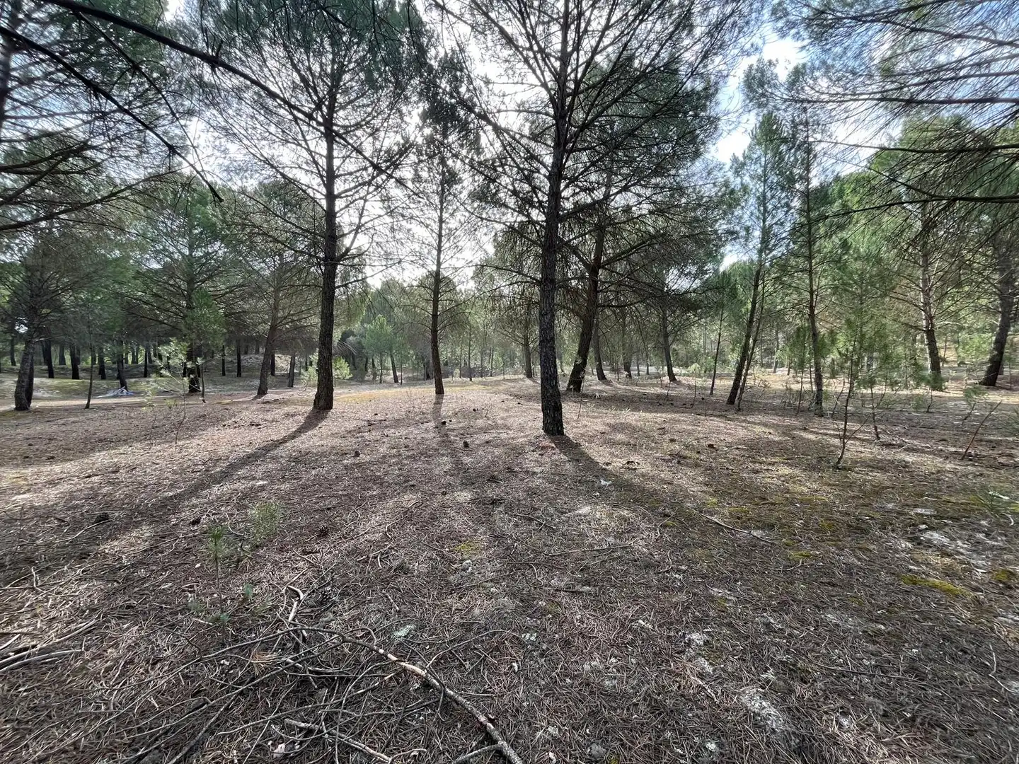 Terreno en venta en Tudela de Duero
