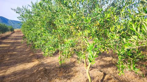 Se vende excelente finca rústica de 20 hanegadas, situada en el término municipal de Fortaleny Valencia. El terreno se encuentra p, imatge 4
