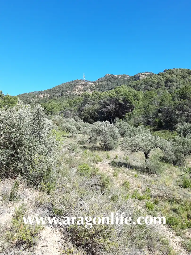 Rural land for sale in Gandesa, imagen 3