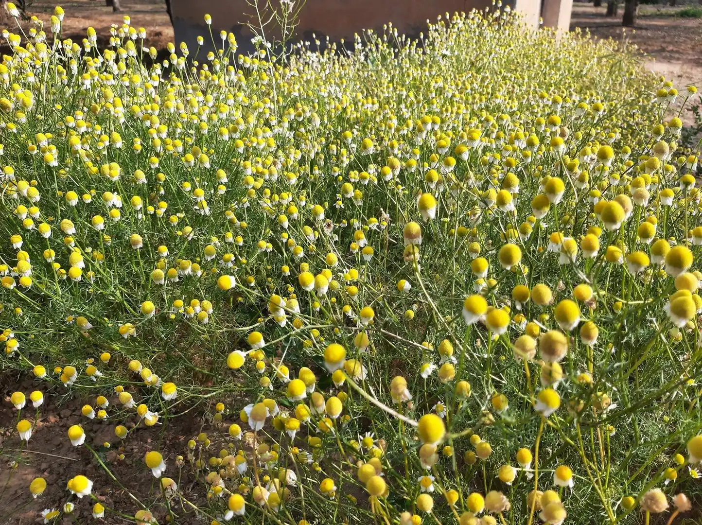 Jardí de Finca rústica en venda en Reus