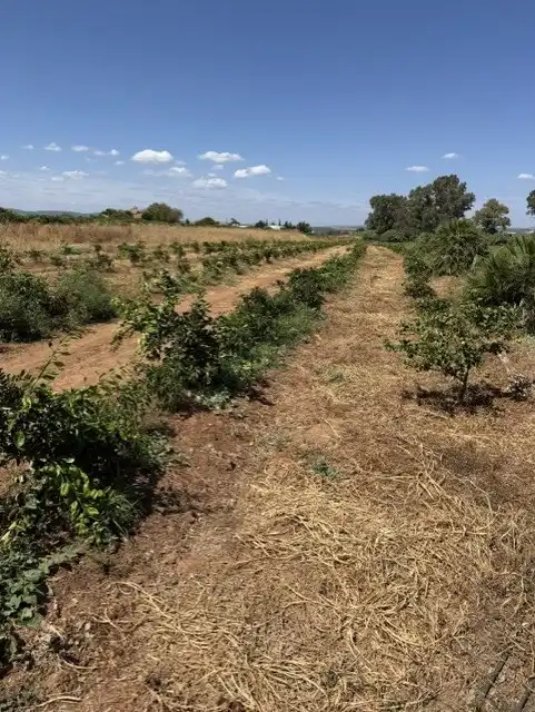 Terreny rústic en venda a Cantillana