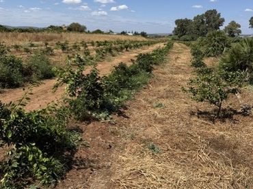 Rustikales Grundstück zum Verkauf in Cantillana