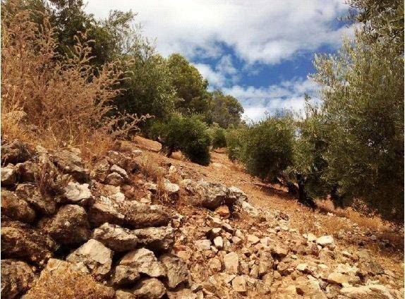 Terreno en Venta en Calle Tejares en Villacarrillo