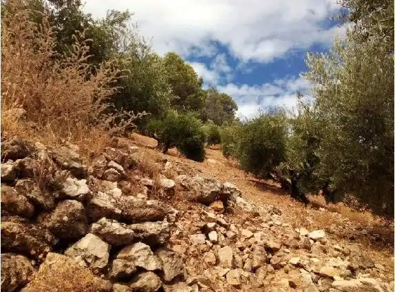 Terreni e lotti in vendita a Calle Tejares