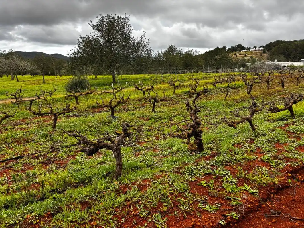 Garden of Land for sale in Sant Joan de Labritja