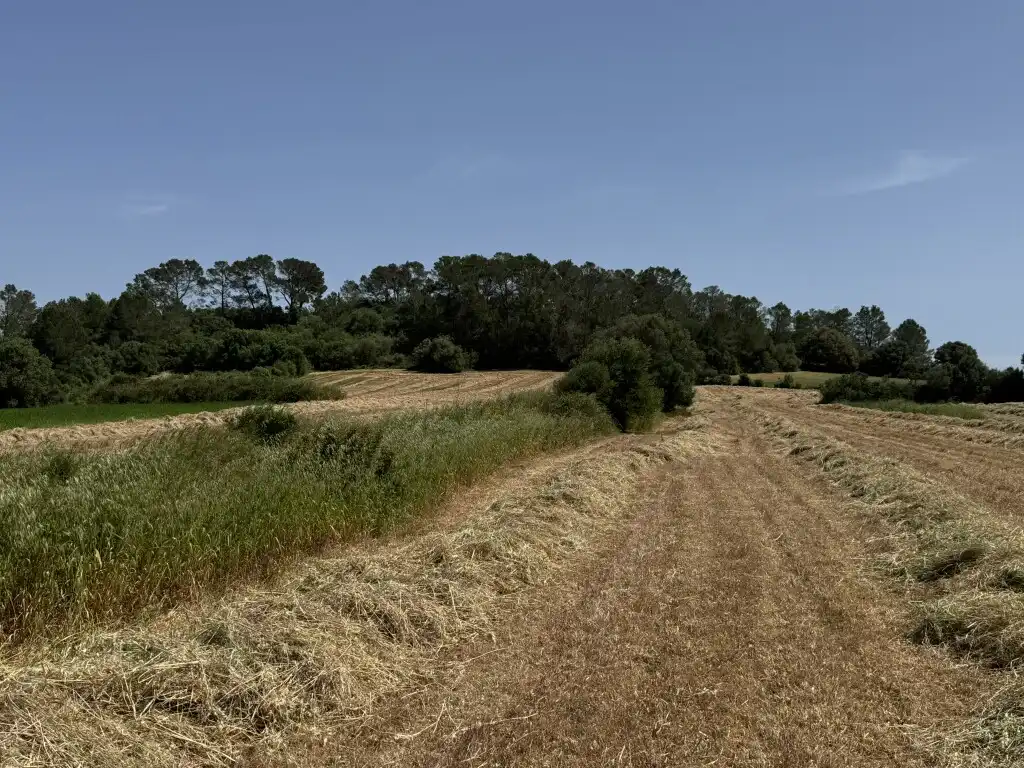 Terreny rústic en venda a Sineu, imagen 9