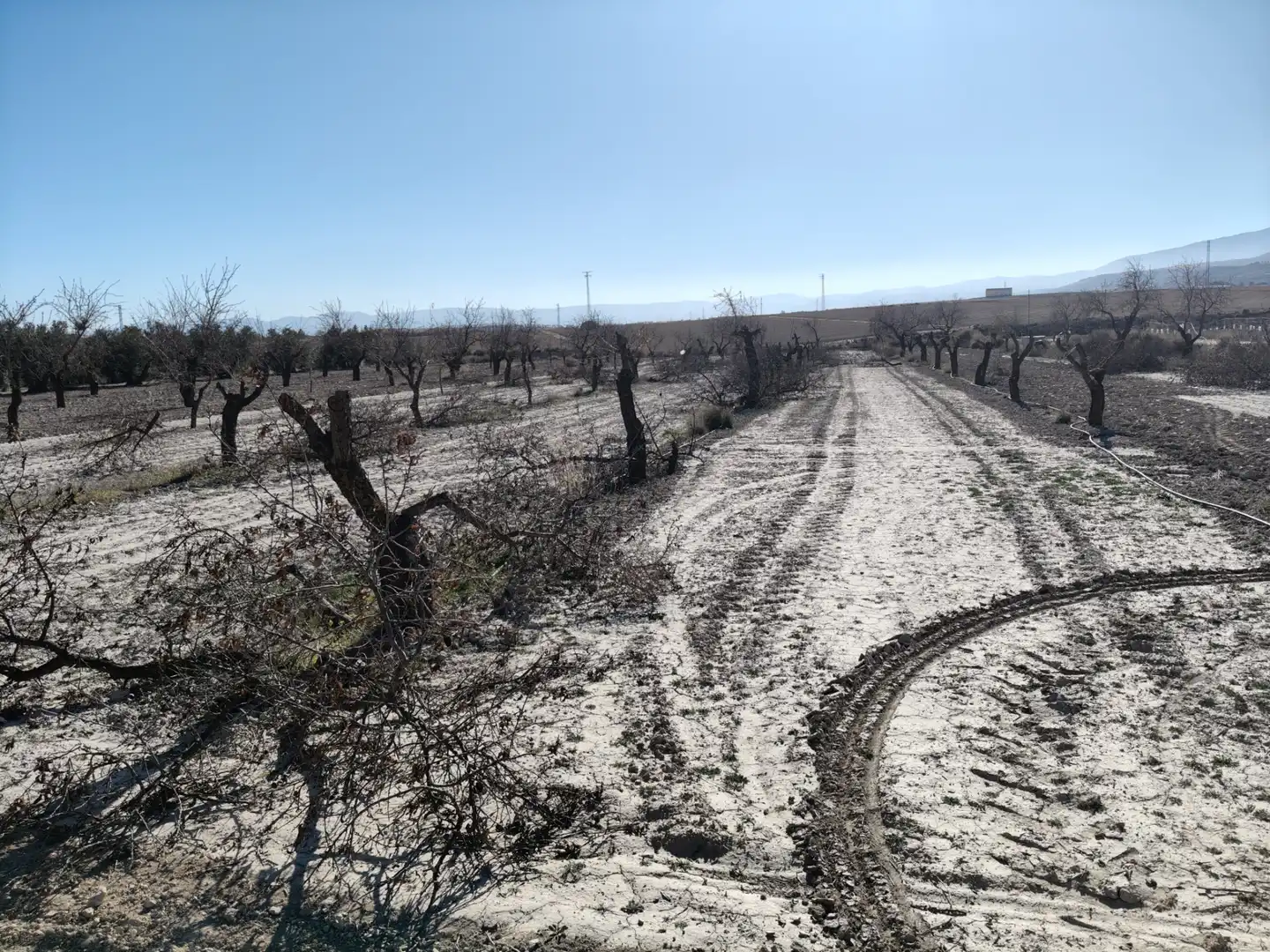 Terreno rústico en venta en Cortes de Baza, imagen 5